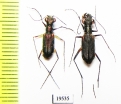 Cicindelinae sp., pair  Laos - INSECTS-STORE.RU