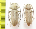 Hesperophanes heydeni, pair  Kazakhstan - INSECTS-STORE.RU