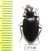 Carabidae sp.  Madagascar - INSECTS-STORE.RU