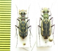 Lophyra striolata, pair  China, Yunnan prov. - INSECTS-STORE.RU