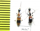 Carabidae sp.  Thailand - INSECTS-STORE.RU