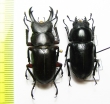 Hemisodorcus rubrofemoratus, pair  Russia, Far East - INSECTS-STORE.RU
