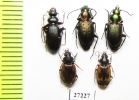 Carabidae sp. (Corsyra fusula, ...) Mongolia - INSECTS-STORE.RU