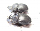 Copris sp., pair  South Africa Rep. - INSECTS-STORE.RU