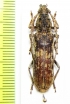 Rhytidodera integra  Malaysia, Borneo - INSECTS-STORE.RU