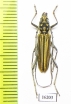 Gibbocerambyx aureovittatus  Laos - INSECTS-STORE.RU