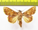 Noctuidae sp.  Panama - INSECTS-STORE.RU