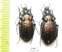 Carabus (Eucarabus) italicus, pair  Italy - INSECTS-STORE.RU
