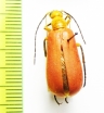 Meloidae sp.  Guinee - INSECTS-STORE.RU