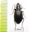 Carabidae sp.  Madagascar - INSECTS-STORE.RU