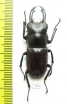 Hemisodorcus rubrofemoratus  Russia, Far East - INSECTS-STORE.RU