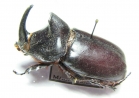 Oryctes ranavalo, male  Madagascar - INSECTS-STORE.RU