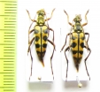 Leptura aurosericans  Laos - INSECTS-STORE.RU