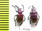 Rhynchites auratus  Greece - INSECTS-STORE.RU