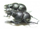 Lethrus scoparius, pair  Kazakhstan - INSECTS-STORE.RU