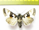Noctuidae sp.  Bhutan - INSECTS-STORE.RU