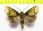 Noctuidae sp.  Panama - INSECTS-STORE.RU