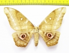Saturniidae sp.  Togo - INSECTS-STORE.RU