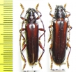 Cerambycidae sp., pair  Peru - INSECTS-STORE.RU
