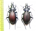Carabus (Pachycranion) sajanus, pair  Russia, Krasnoyarsk reg. - INSECTS-STORE.RU