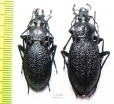 Carabus (Megodontus) caelatus, pair  Italy - INSECTS-STORE.RU