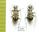 Cicindela transbaicalica lamifasciata  Korea - INSECTS-STORE.RU