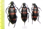 Meloidae sp.  India - INSECTS-STORE.RU