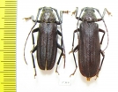 Prioninae sp., pair  South Africa Rep. - INSECTS-STORE.RU