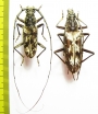 Trirachys sp., Aeolesthes sp.  Malaysia, Borneo / Philippines - INSECTS-STORE.RU