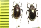 Tenebrionidae sp.  Malaysia, Borneo - INSECTS-STORE.RU