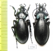 Carabus (Megodontus) germarii, pair  Italy - INSECTS-STORE.RU