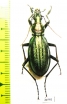 Carabus (Acoptolabrus) gehinii  Japan - INSECTS-STORE.RU
