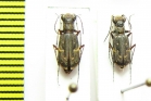 Brasiella argentata, pair  Bolivia - INSECTS-STORE.RU