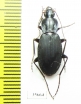 Carabidae sp.  Madagascar - INSECTS-STORE.RU