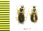 Carabidae sp.  Thailand - INSECTS-STORE.RU