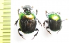 Oxysternon silenus, pair  Peru - INSECTS-STORE.RU