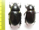 Dynastinae sp.  Bolivia - INSECTS-STORE.RU