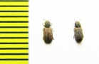 Synchita humeralis  Russia, Tver reg. - INSECTS-STORE.RU