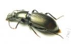 Tenebrionidae sp.  Australia - INSECTS-STORE.RU