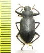 Tenebrionidae sp.  Indonesia, Sumatra - INSECTS-STORE.RU