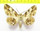Geometridae sp.  Nepal - INSECTS-STORE.RU