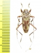 Cerambycidae sp.  Bolivia - INSECTS-STORE.RU