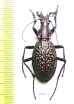 Carabus (Acoptolabrus) lopatini, male  Russia, Sakhalin isl. - INSECTS-STORE.RU