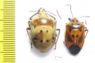 Hemiptera sp.  Ecuador - INSECTS-STORE.RU