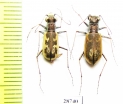 Cephalota chiloleuca, pair  Russia, Astrakhan reg. - INSECTS-STORE.RU