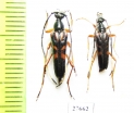 Sinostrangalis sp.  Laos - INSECTS-STORE.RU
