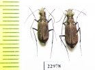 Cicindelinae sp., pair  South Africa Rep. - INSECTS-STORE.RU