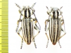Dorcadion grande, pair  Kazakhstan - INSECTS-STORE.RU