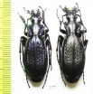 Carabus (Archiplectes) rousianus rousianus, pair  Abkhazia - INSECTS-STORE.RU
