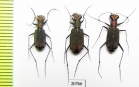 Lophyra lineifrons, pair  Laos - INSECTS-STORE.RU